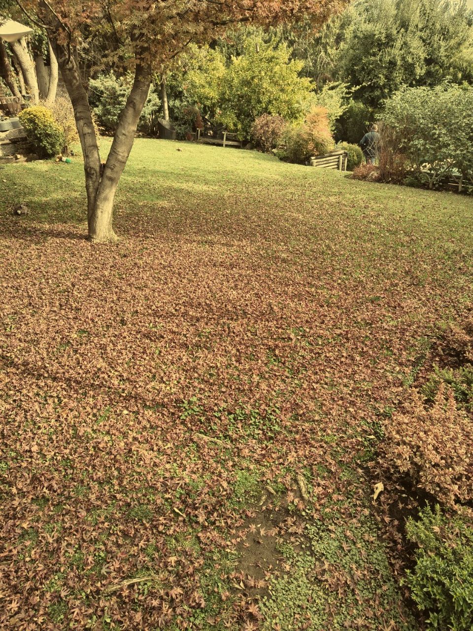 Jardín antes del servicio